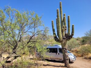 Shael McDonald's camper van with a large cactus in the foreground.